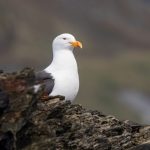 A Kelp Gull looks around the edge of the rocks (image by Inger Vandyke)