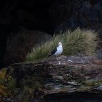 A Kelp Gull roosts near a stand of tussock at Cooper's Bay (image by Inger Vandyke)
