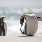 Practicing bokeh with King Penguins on Saunders Island (image by Inger Vandyke)