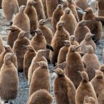 A creche of King Penguin chicks (image by Inger Vandyke)