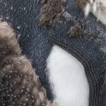 When King Penguins moult their feathers the detail is beautiful (image by Inger Vandyke)