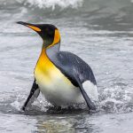 A King Penguin comes ashore on South Georgia (image by Inger Vandyke)