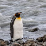 Long exposure of a sleeping King Penguin at St Andrews in South Georgia (image by Inger Vandyke)