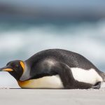 A King Penguin takes a snooze on the sand beach at Saunders Island (image by Inger Vandyke)