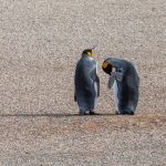 A pair of King Penguins on the gravel plain of Saunders Island (image by Inger Vandyke)