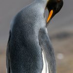 King Penguins are so elegant (image by Inger Vandyke)