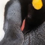 Detail of a sleeping King Penguin (image by Inger Vandyke)