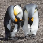 Preening pair of King Penguins (image by Inger Vandyke)