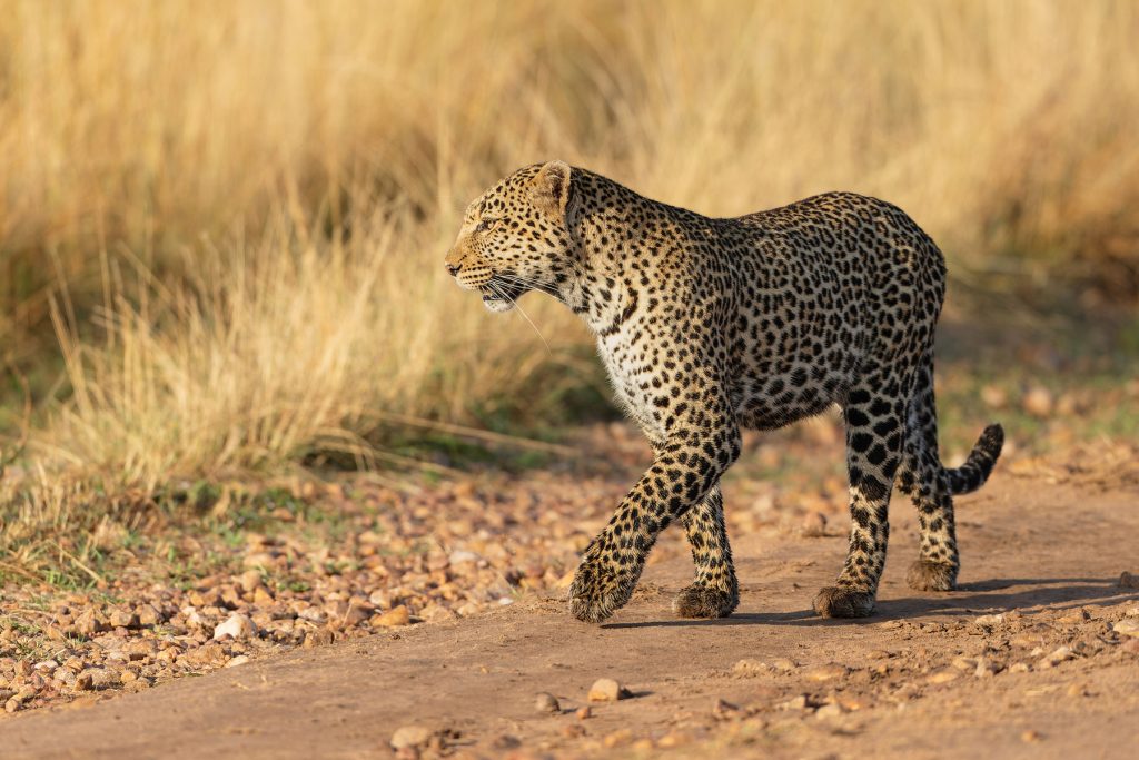 Stunning Leopardess Luluka wanders past our vehicle on the Mara (image by Mike Watson)