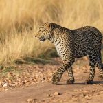 Stunning Leopardess Luluka wanders past our vehicle on the Mara (image by Mike Watson)