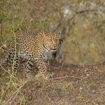 Another encounter with the lovely Luluka, we did not know it at the time but she was pregnant (image by Mike Watson)