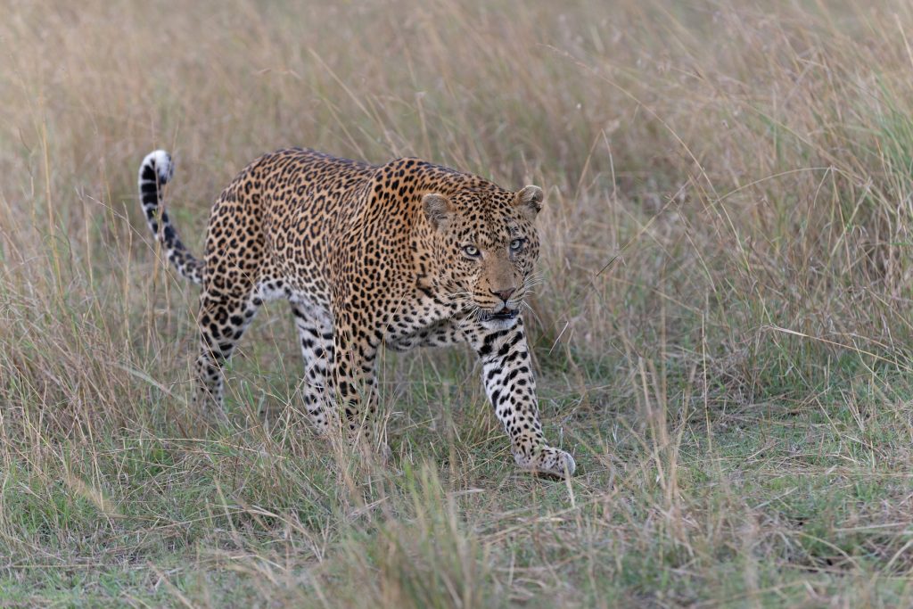 One of the big, bad male Leopards crossing open grassland near Lookout Crossing (image by Mike Watson)