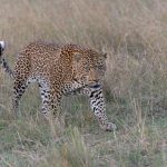 One of the big, bad male Leopards crossing open grassland near Lookout Crossing (image by Mike Watson)