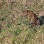 This was the biggest and baddest male Leopard we saw, he held a territory on the west bank of the river, where he had just killed a young zebra (image by Mike Watson)