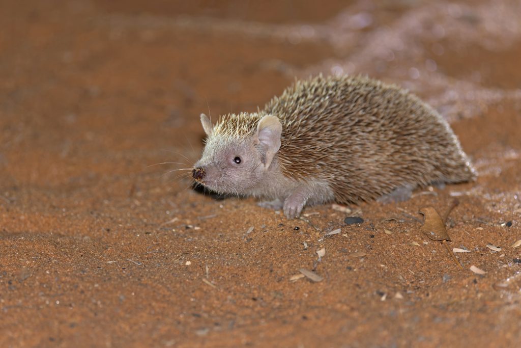 Lesser Hedgehog Tenrec in the spiny forest at Ifaty. I’ll say it again, can you believe this is not even a close relative of hedgehogs but is instead a product of convergent evolution? (image by Mike Watson)