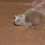 Lesser Hedgehog Tenrec in the spiny forest at Ifaty. I’ll say it again, can you believe this is not even a close relative of hedgehogs but is instead a product of convergent evolution? (image by Mike Watson)