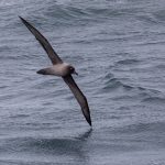 A Light-mantled Sooty Albatross in flight near Shag Rocks (image by Inger Vandyke)