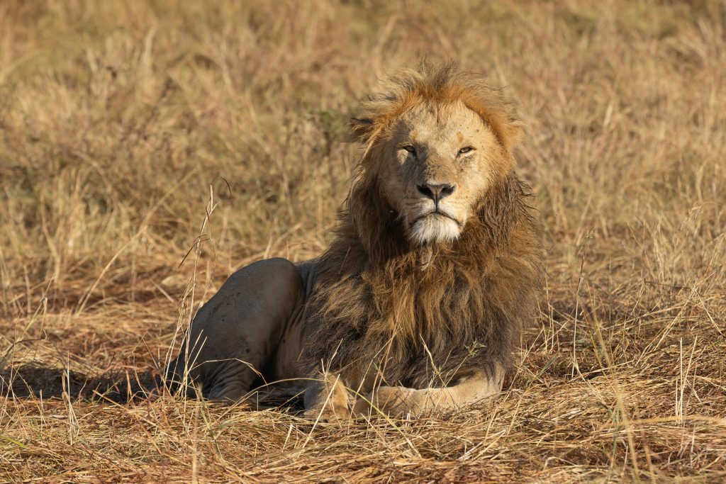 The males of the Mara are known for their impressive manes (image by Mike Watson)