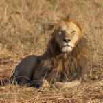 The males of the Mara are known for their impressive manes (image by Mike Watson)