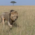 Lion, a male named Lokulup having a bad hair day (image by Mike Watson)