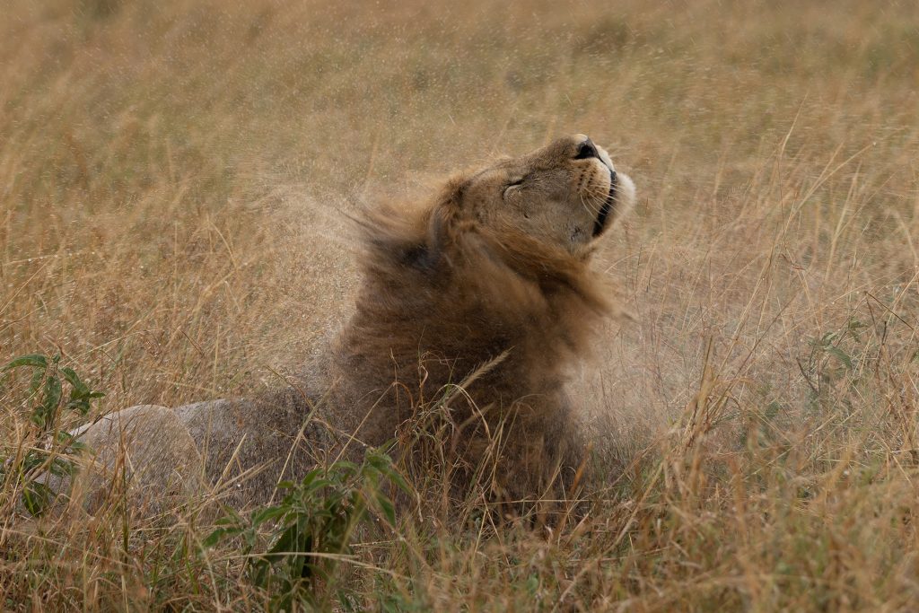 This male Lion is called Mrefu, a son of the famous Scarface. What to do in the rain? Wait for a head shake! (image by Mike Watson)
