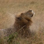This male Lion is called Mrefu, a son of the famous Scarface. What to do in the rain? Wait for a head shake! (image by Mike Watson)