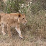 There can be fewer finer sights on the Mara than a male lion (image by Mike Watson)