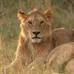 Nicely backlit young male Lion in evening sun (image by Mike Watson)