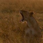 A sleepy lioness awakes at sunrise, unware that a balloon trip picnic team had set up less than 100m away while she slept in the long grass (image by Mike Watson)