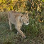 Astonishingly close early morning Lioness from the car window (image by Mike Watson)