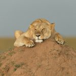 A lioness watches the sunset, with a storm rapidly approaching. Within minutes the rain was lashing down (image by Mike Watson)