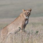 One of the Topi pride, this lioness had attracted a few flies, the scourge of Mara wildlife (image by Mike Watson)