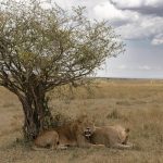 A bachelor group of Lions huddle together in whatever shade they can find in the heat of the day (image by Mike Watson)