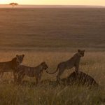 Members of the Topi pride keep watch at sunset (image by Mike Watson)
