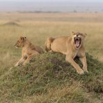 The new king of the Mara (image by Mike Watson)