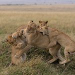 Pesky cubs jump on their mother in the Topi pride of the Mara (image by Mike Watson)