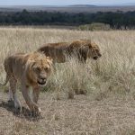 Young Lions making their way across the grassland, from the shade of one to bush to another (image by Mike Watson)