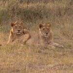 These young guys were part of a threesome of subadult males (image by Mike Watson)