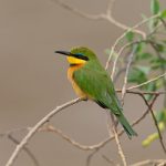 Little Bee-eater – a jewel of the Mara (image by Mike Watson)