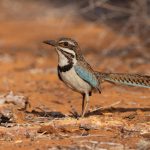 Long-tailed Ground Roller, the flagship conservation species of the spiny forests of the southwest, now threatened by titanium mining (image by Mike Watson)