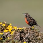 Long-tailed Meadowlark perched on the flowering yellow Gorse in the Falklands (image by Inger Vandyke)