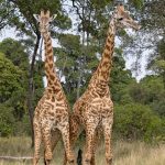 Maasai Giraffes at Governor’s Camp, always looking surreal (image by Mike Watson)