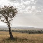 This tree near Entim Camp looking out over the Mara River valley was a Lappet-faced Vulture’s favourite perch (image by Mike Watson)