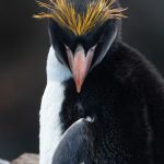 Macaroni Penguin hair style (image by Inger Vandyke)