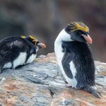 A pair of Macaroni Penguins at Cooper's Bay in South Georgia (image by Inger Vandyke)