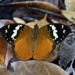 Madagascar Forest Nymph, a widespread forest butterfly (image by Mike Watson)