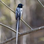 A white-backed white morph Madagascar Paradise Flycatcher at Kirindy Forest (image by Mike Watson)