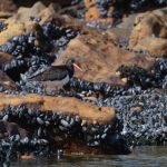 Magellanic Oystercatcher foraging in the mussel beds of New Island (image by Inger Vandyke)