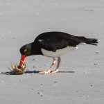 A Magellanic Oystercatcher feasting on an incidental lunch of crab (image by Inger Vandyke)