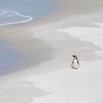 Negative space image of a Magellanic Penguin at Gypsy Cove in the Falklands (image by Inger Vandyke)